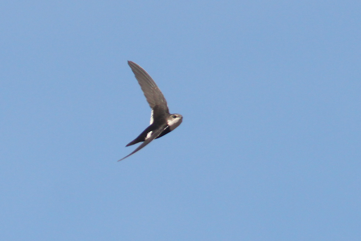 image White-throated Swift